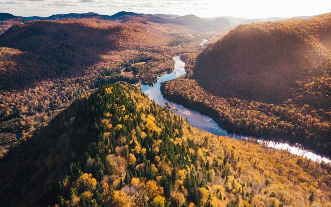 Essential Website Elements Every Business Needs