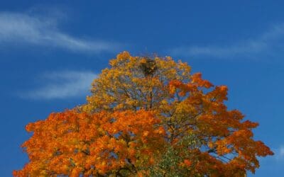 How UX Design Drives Customer Loyalty