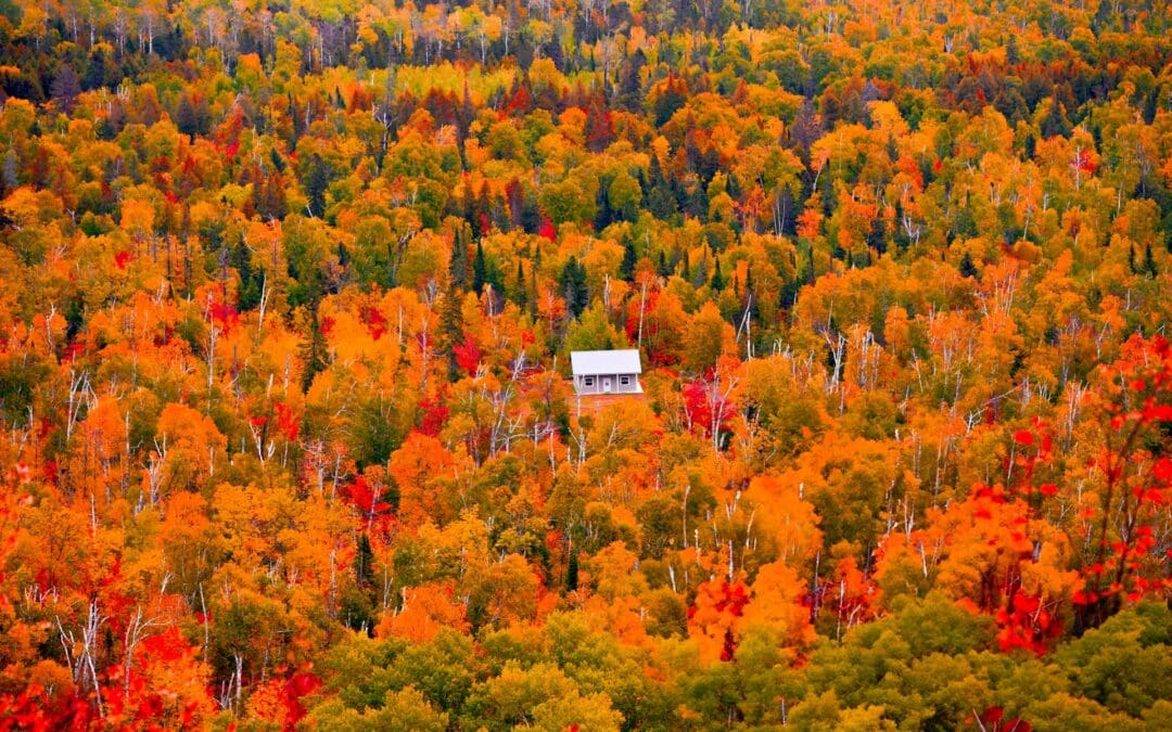 How AI Is Transforming Web Design