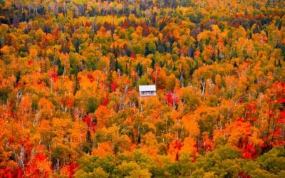 How AI Is Transforming Web Design