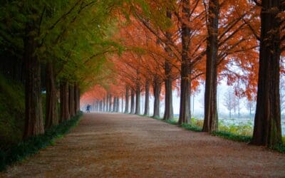 Building Brand Trust Through Website Design