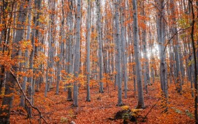 The Role of Clean Code in SEO: Why Your Website’s Code Matters