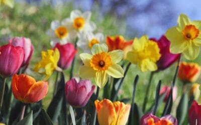 How to Rank Your Business on Google in Your Local Area