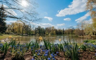 How to Optimize Your Website for “Near Me” Searches