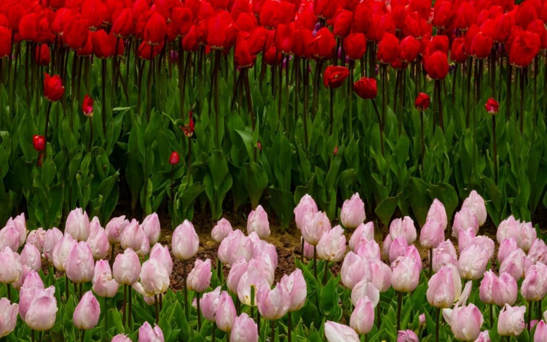 How AI Is Changing SEO and Website Design